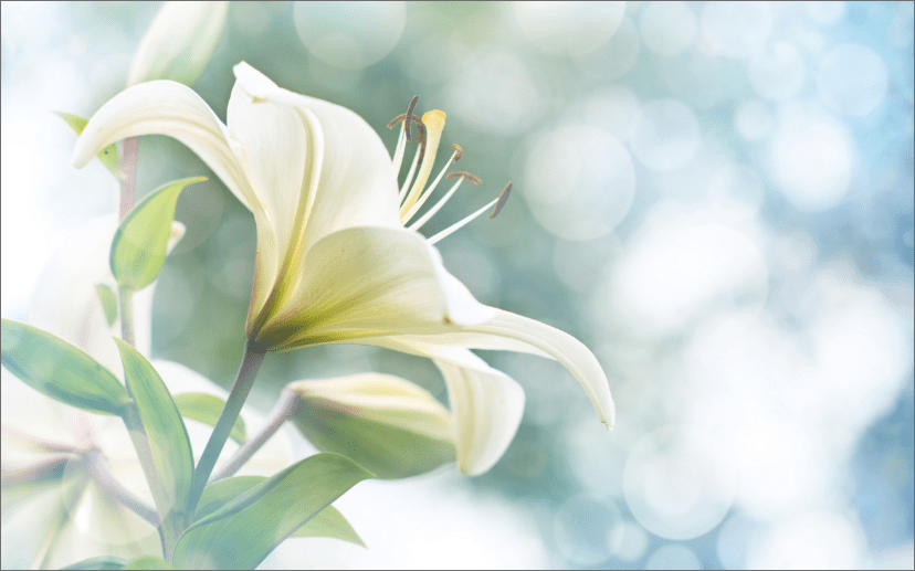 White lily flower symbolizing peace, remembrance, and sympathy against a soft blurred background.